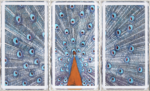 Peacock Painting