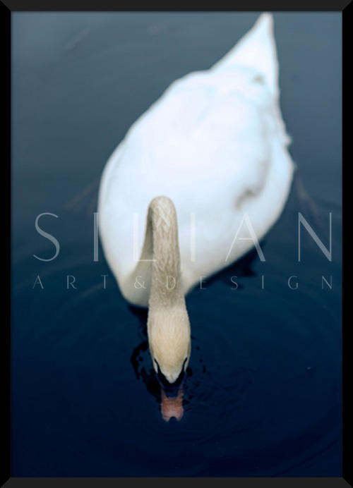 White Swan