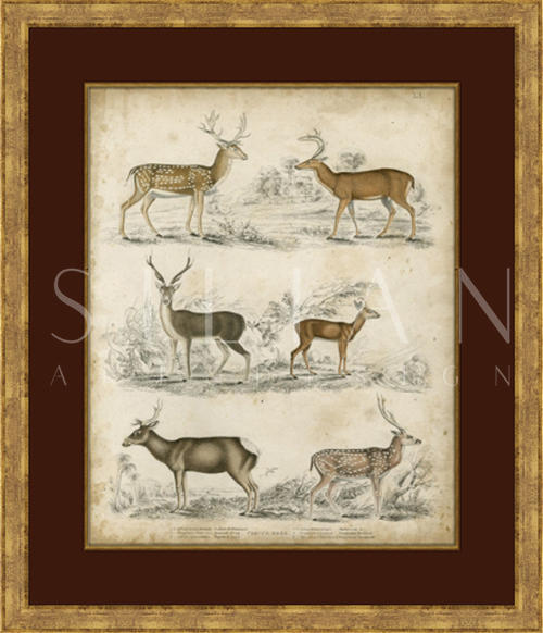 Non-Embellished Species of Deer