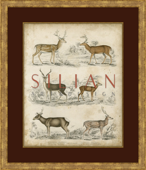 Non-Embellished Species of Deer