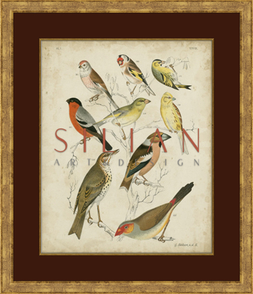 Non-Embellished Avian Gathering I