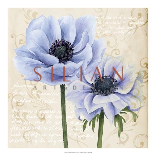 Elegant Anemone I