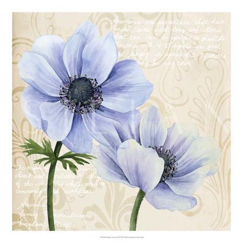 Elegant Anemone II