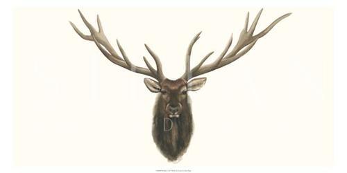 Elk Bust