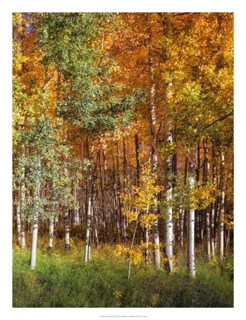 Aspen Glen II