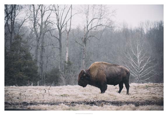 Solitary Bison I