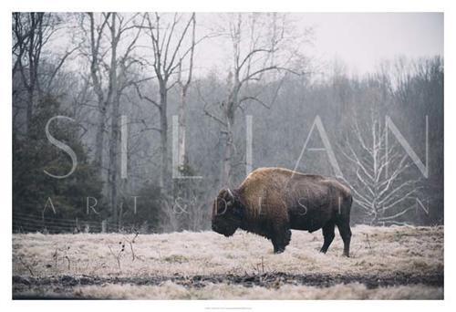 Solitary Bison I