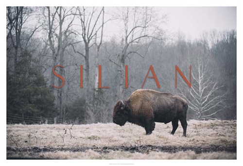 Solitary Bison I