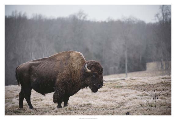 Solitary Bison III