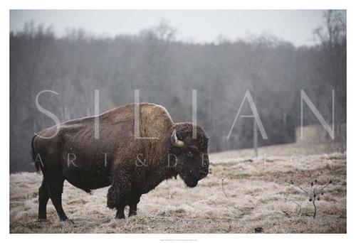 Solitary Bison III