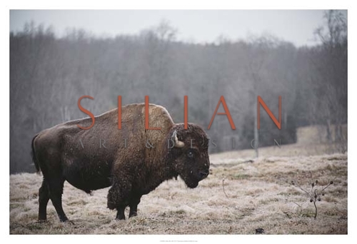 Solitary Bison III