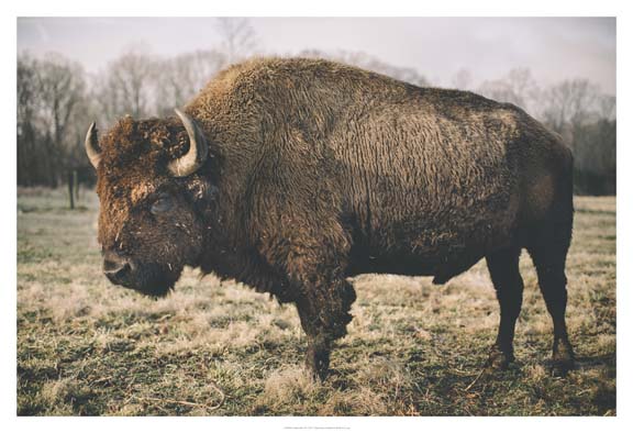 Solitary Bison IV