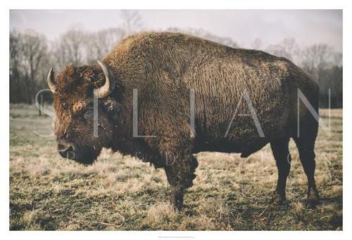 Solitary Bison IV