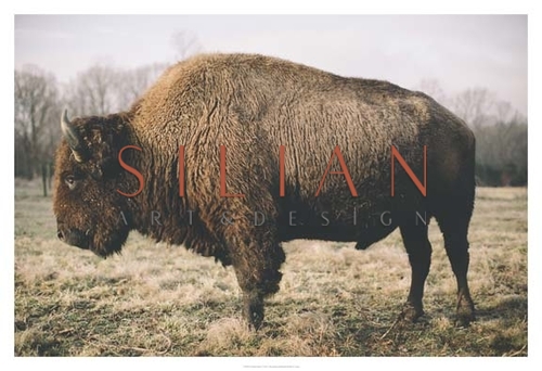 Solitary Bison V