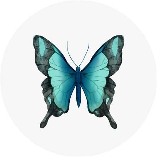 Butterfly Specimen VI