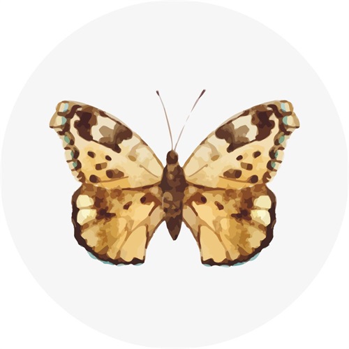 Butterfly Specimen VX