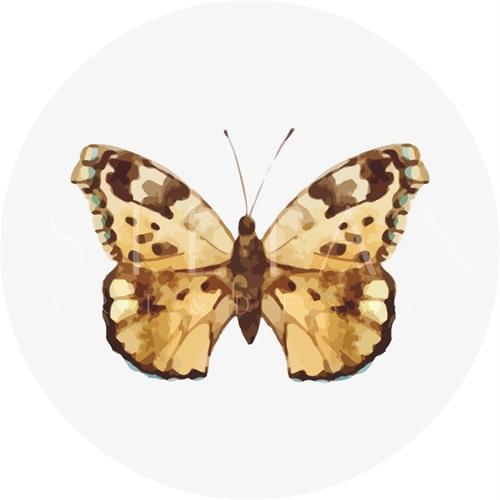 Butterfly Specimen VX