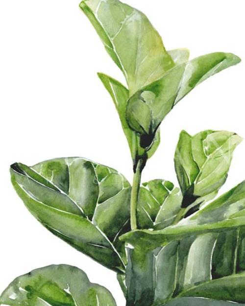 Fiddle Fig I