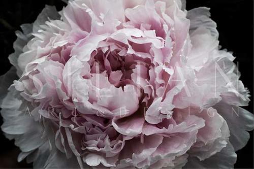 Pink Peony Passion I