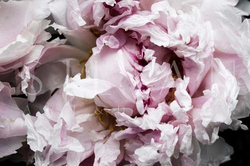 Pink Peony Passion II