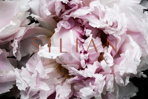 Pink Peony Passion II