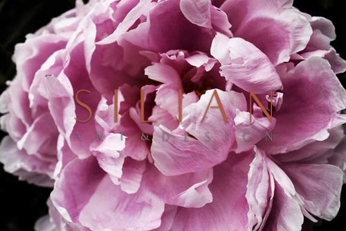 Pink Peony Passion IV