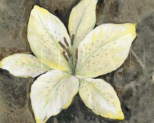 Neutral Lily II