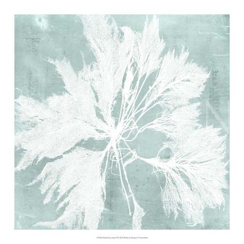 Seaweed on Aqua VI