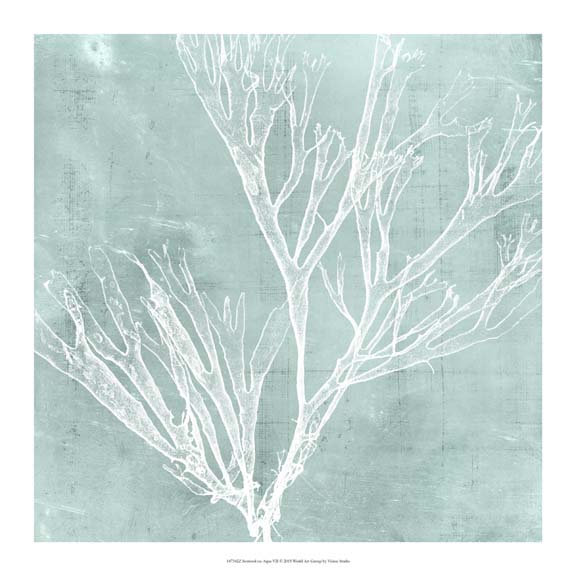 Seaweed on Aqua VII