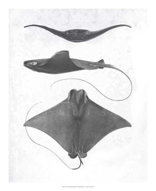 Grey-Scale Stingrays II
