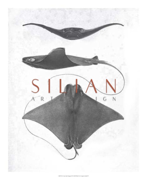 Grey-Scale Stingrays II