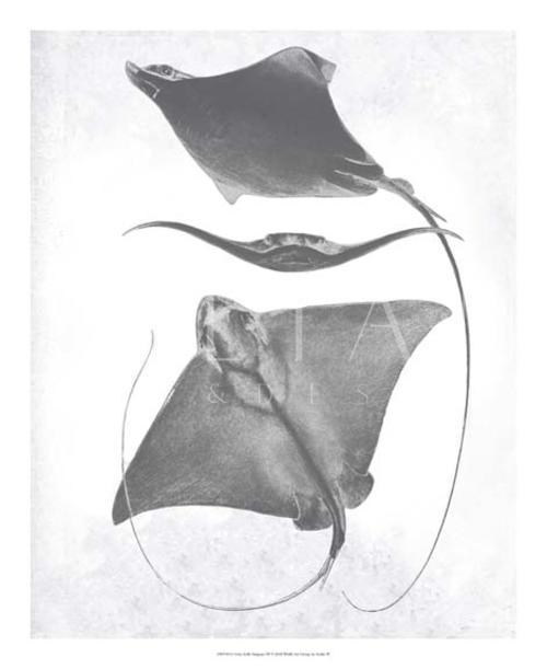 Grey-Scale Stingrays III