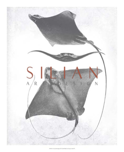 Grey-Scale Stingrays III