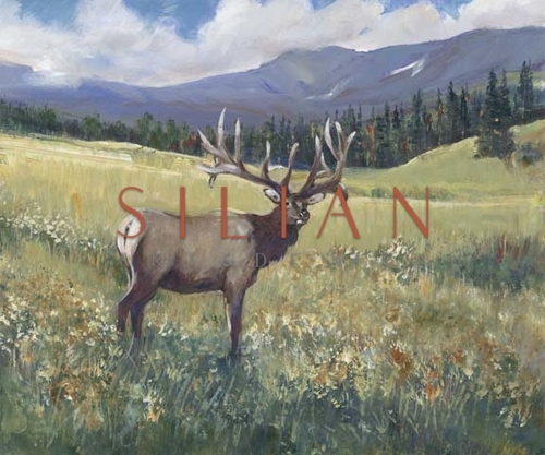 Rocky Mountain Elk I
