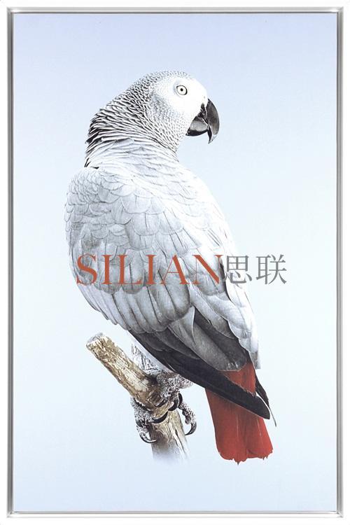 Grey Parrot I