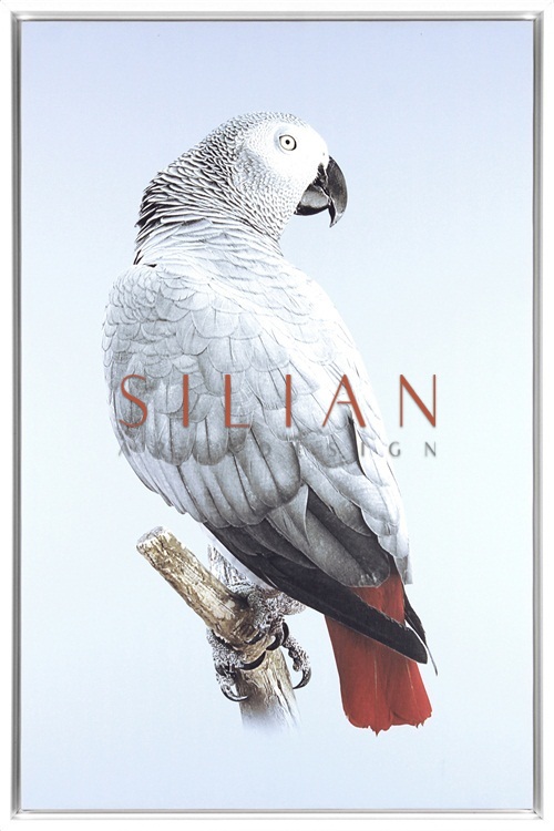 Grey Parrot I