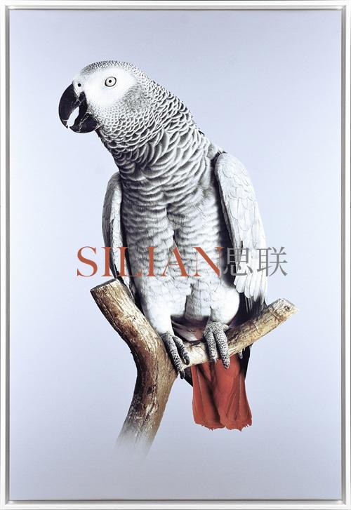 Grey Parrot III