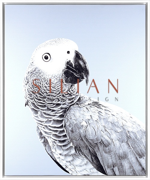 Grey Parrot V
