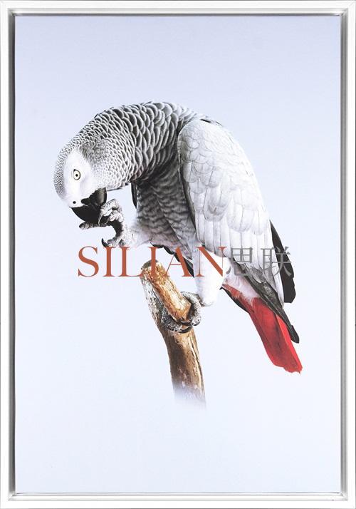 Grey Parrot VI