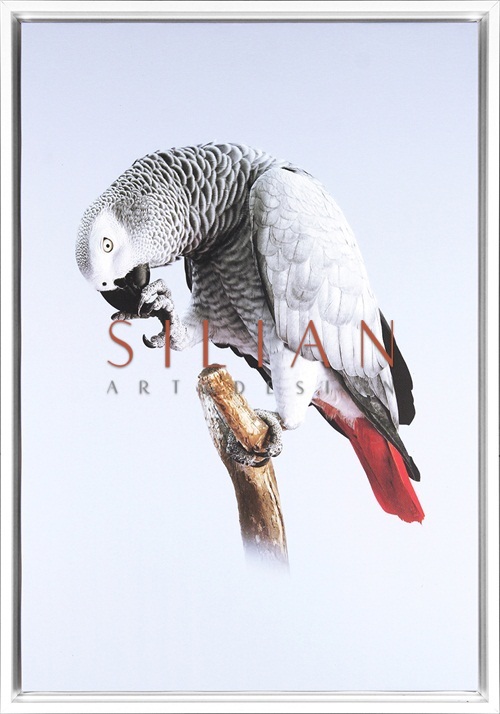 Grey Parrot VI