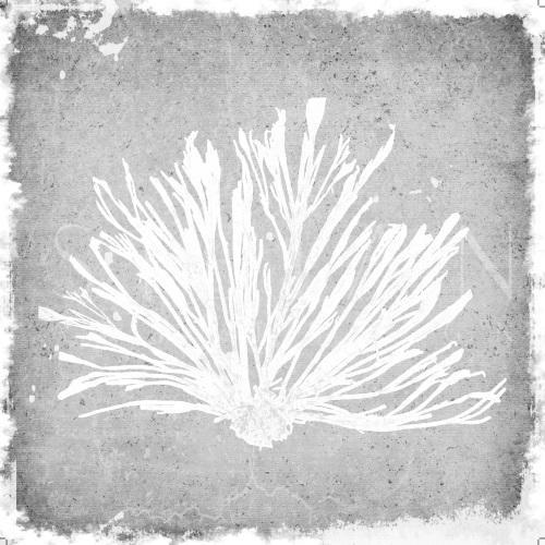 Gray Coral Ⅱ