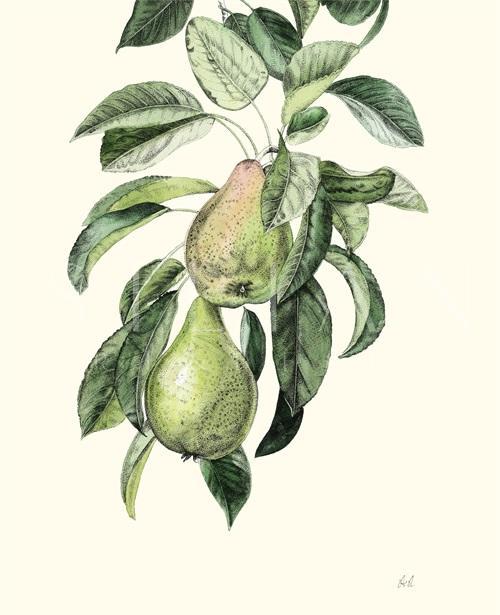 Fruit Realistic IV