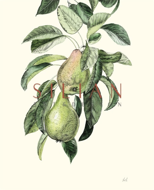 Fruit Realistic IV