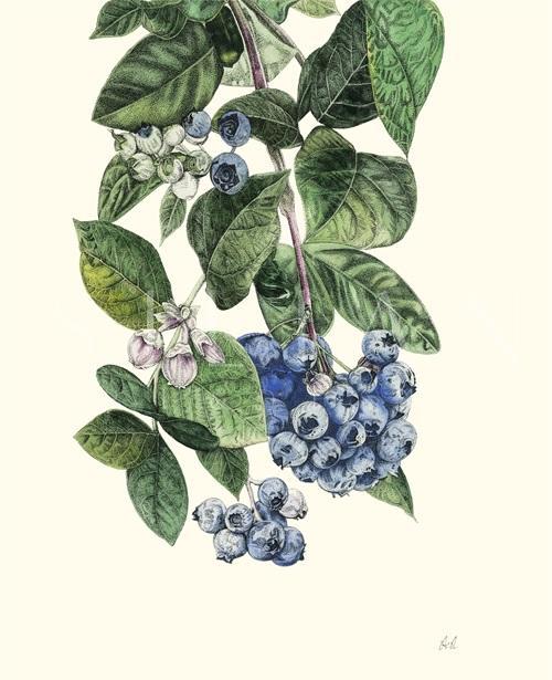 Fruit Realistic II