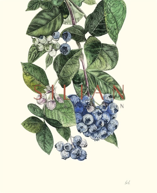 Fruit Realistic II