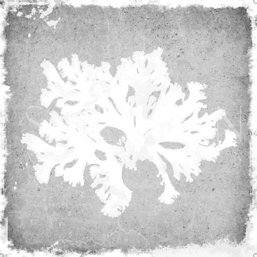 Gray Coral Ⅰ