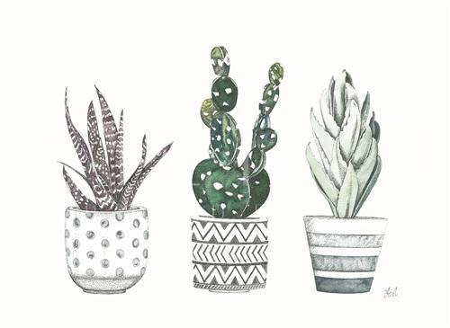 Spiny Desert Plants II