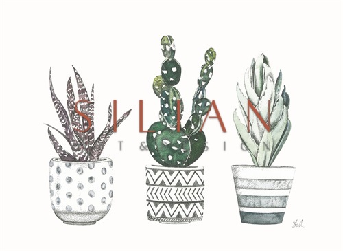 Spiny Desert Plants II