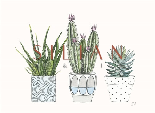 Spiny Desert Plants I