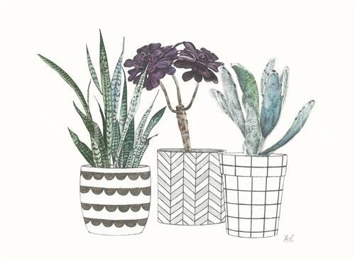 Spiny Desert Plants IV